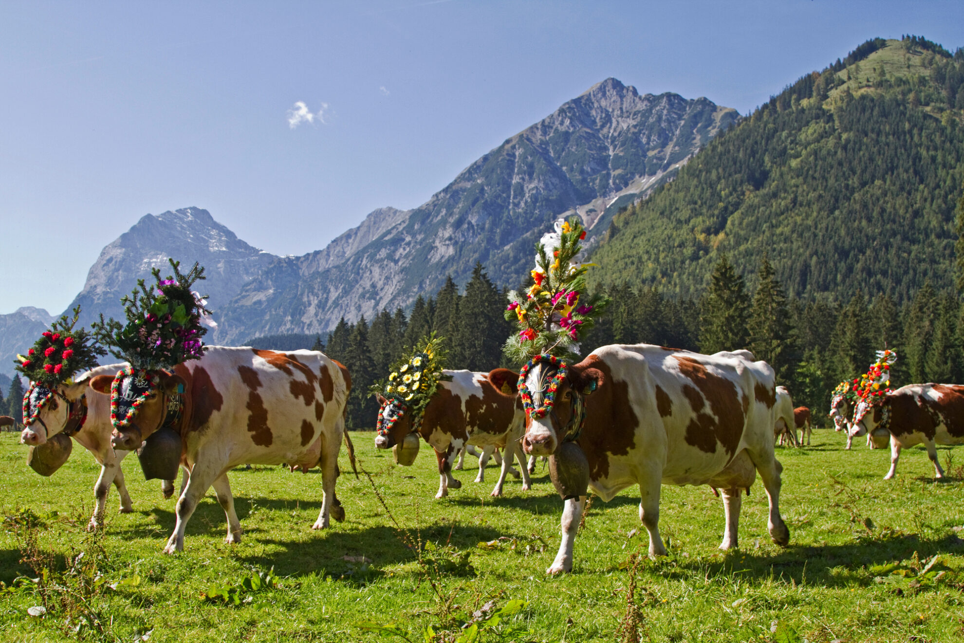 Traditioneller Almabtrieb im Allgäu – festlich geschmückte Kühe vor beeindruckender Alpenkulisse