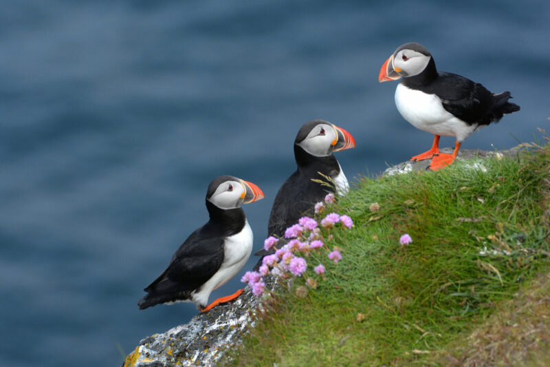 Drei Papageitaucher auf einer blühenden Klippe an Irlands Atlantikküste