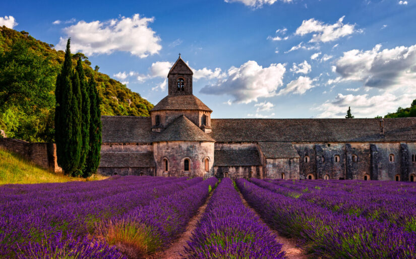 Blühende Lavendelfelder vor der Abtei von Sénanque - farbenprächtiges Ziel jeder Busreise in die Provence