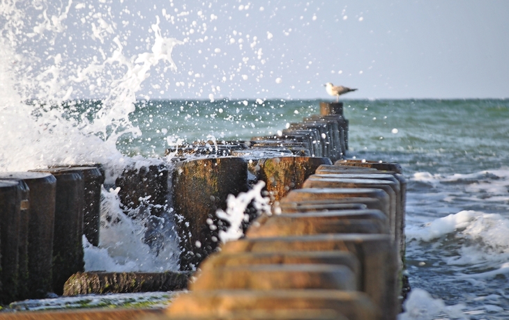 Wellen brechen gegen eine Holzbohle im Meer, Möwe im Hintergrund.