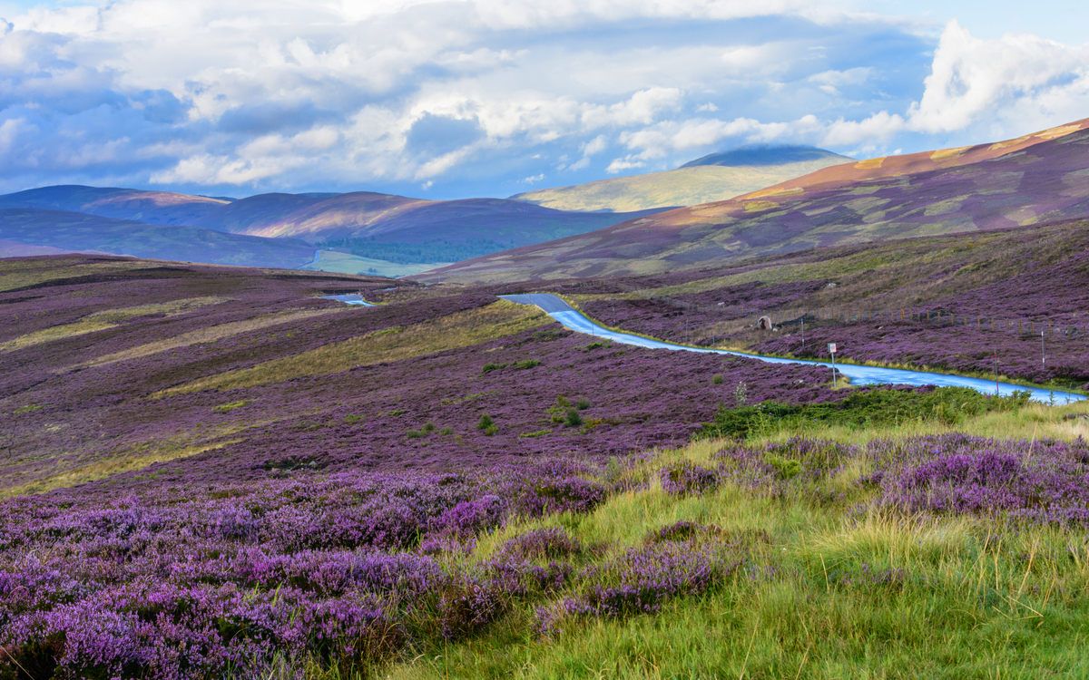 Landschaft mit lila Heidekraut und geschwungener Straße.