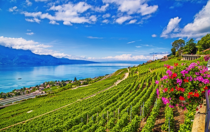 Lavaux, Genfer See