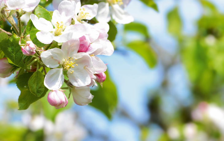 Stadtpanorama von Bologna mit historischen Gebäuden und Türmen
