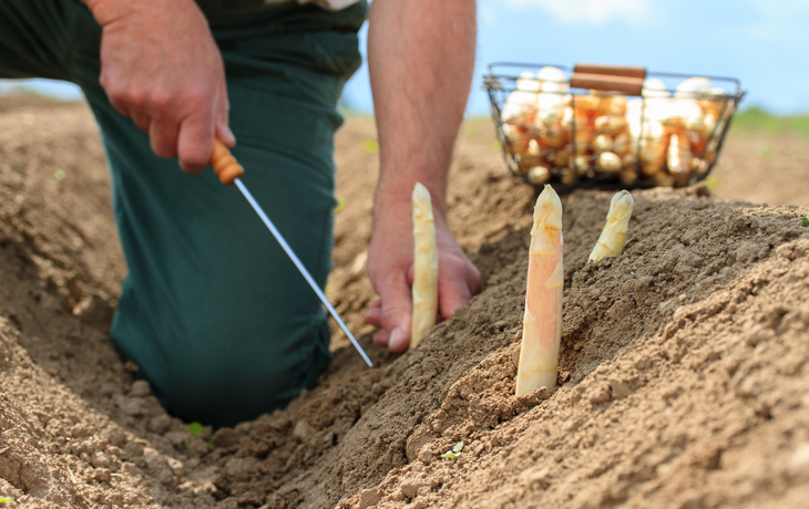Mensch erntet weißen Spargel auf einem Feld.