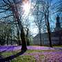 Blühende Krokuswiese vor einem historischen Gebäude im Frühling.