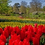 Keukenhof