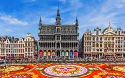 Blumenteppich auf dem Grote Markt in Brüssel mit historischen Gebäuden im Hintergrund.