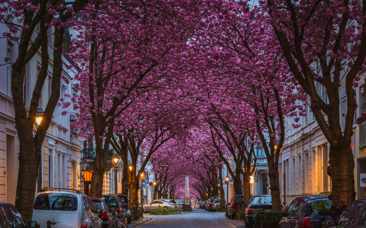 Kirschblüte in der Bonner Altsstadt