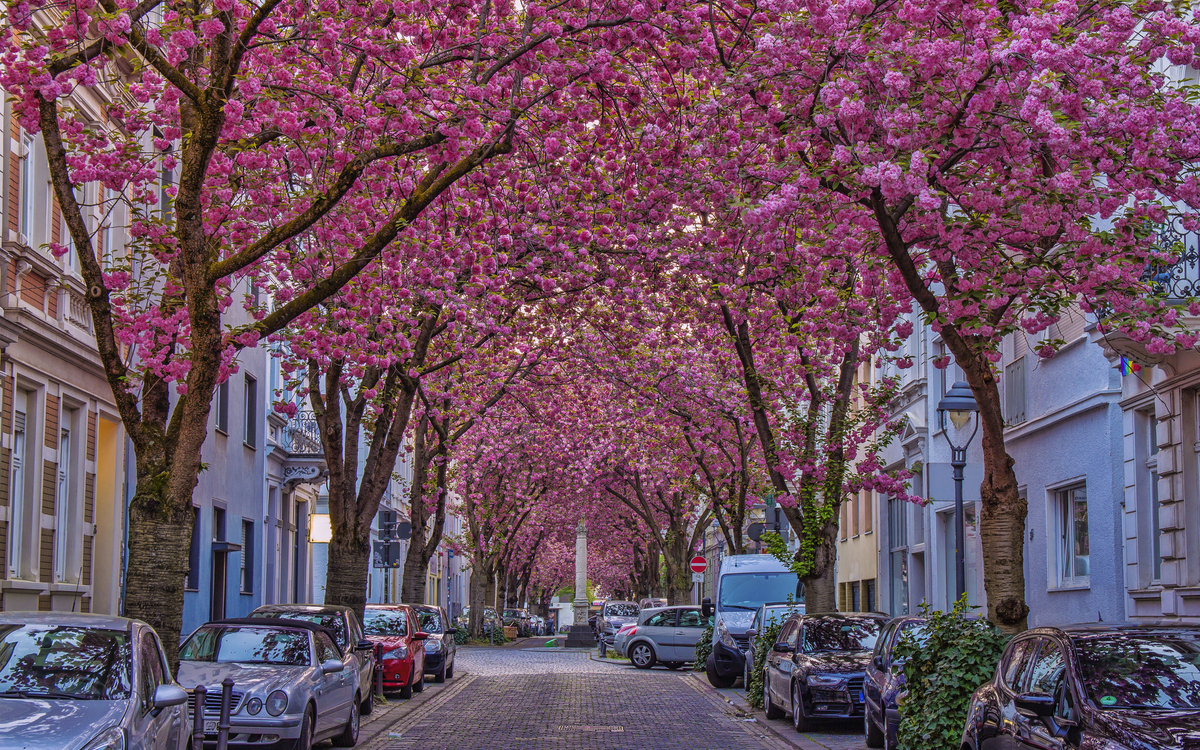 Kirschblüte in der Bonner Altstadt