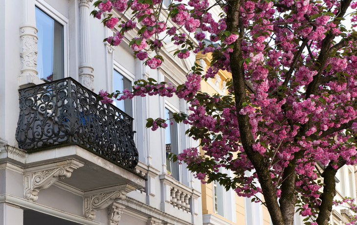 Kirschblüte in Bonn