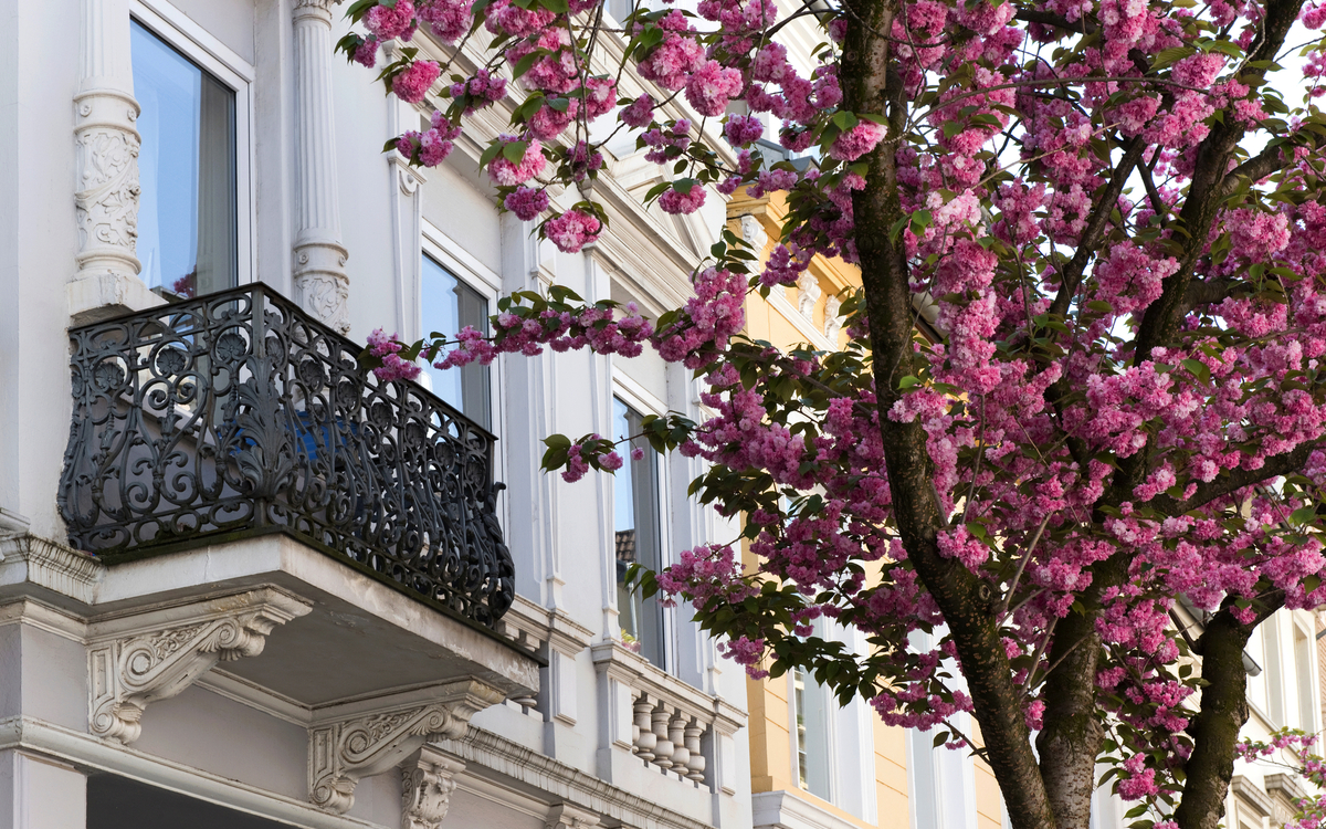 Kirschblüte in Bonn