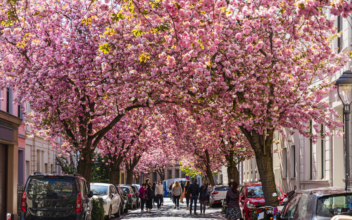 Kirschblüte in der Bonner Altstadt
