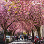 Kirschblüte in der Bonner Altstadt