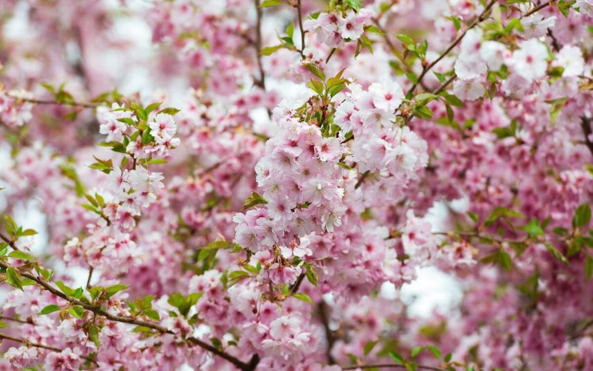 Schloss Drachenburg im Siebengebirge