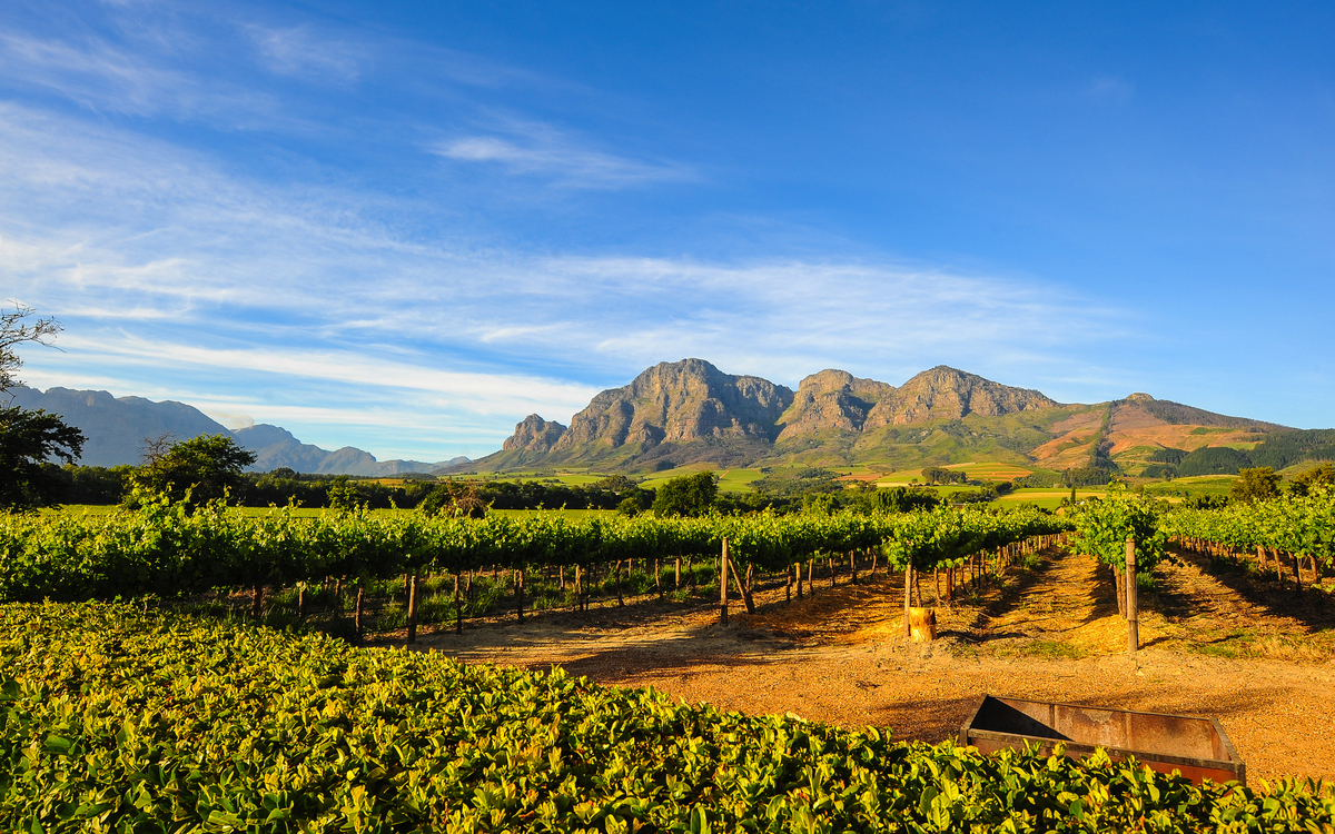 Weinberge vor einer Berglandschaft bei klarem Himmel