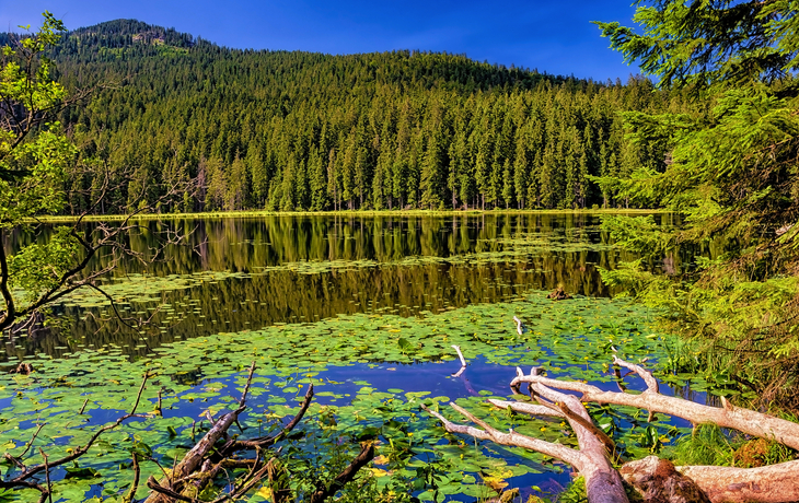 Großer Arbersee im Bayerischen Wald, Deutschland