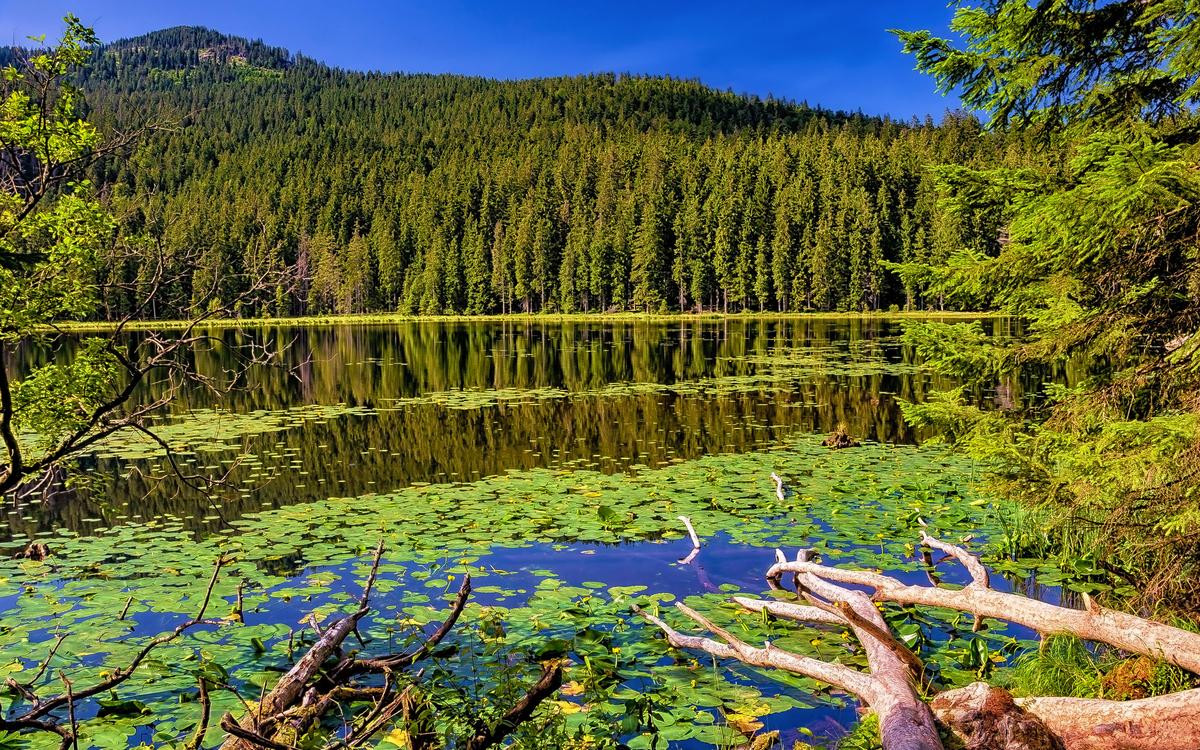 Großer Arbersee im Bayerischen Wald, Deutschland