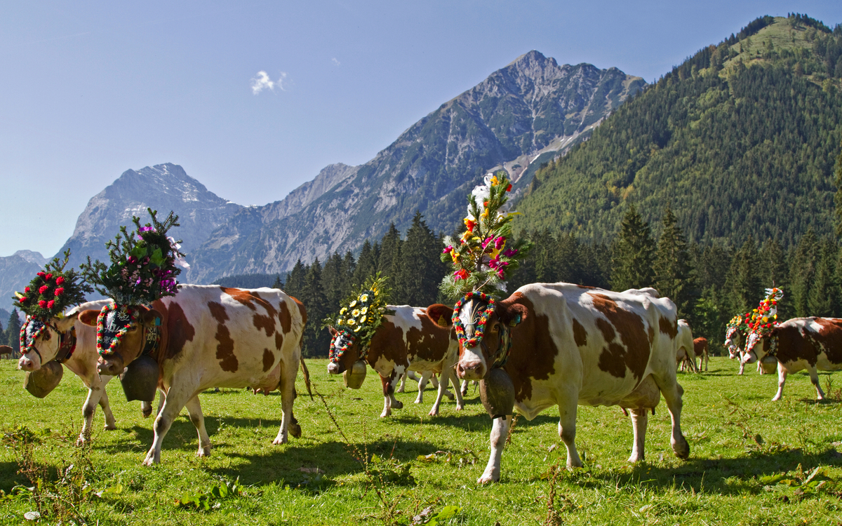 Mehrere Kühe mit Blumenschmuck auf einer Almwiese vor Bergkulisse.