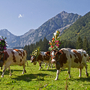 Mehrere Kühe mit Blumenschmuck auf einer Almwiese vor Bergkulisse.