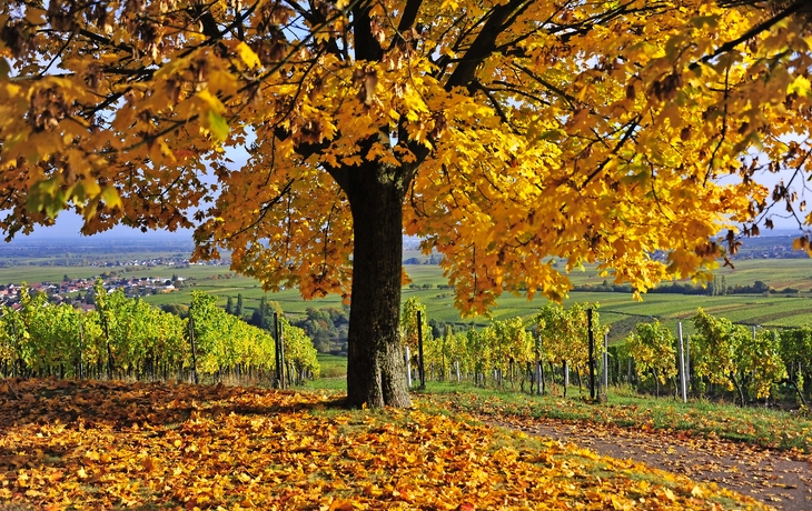 Herbst an der südlichen Weinstraße von Rheinland - Pfalz