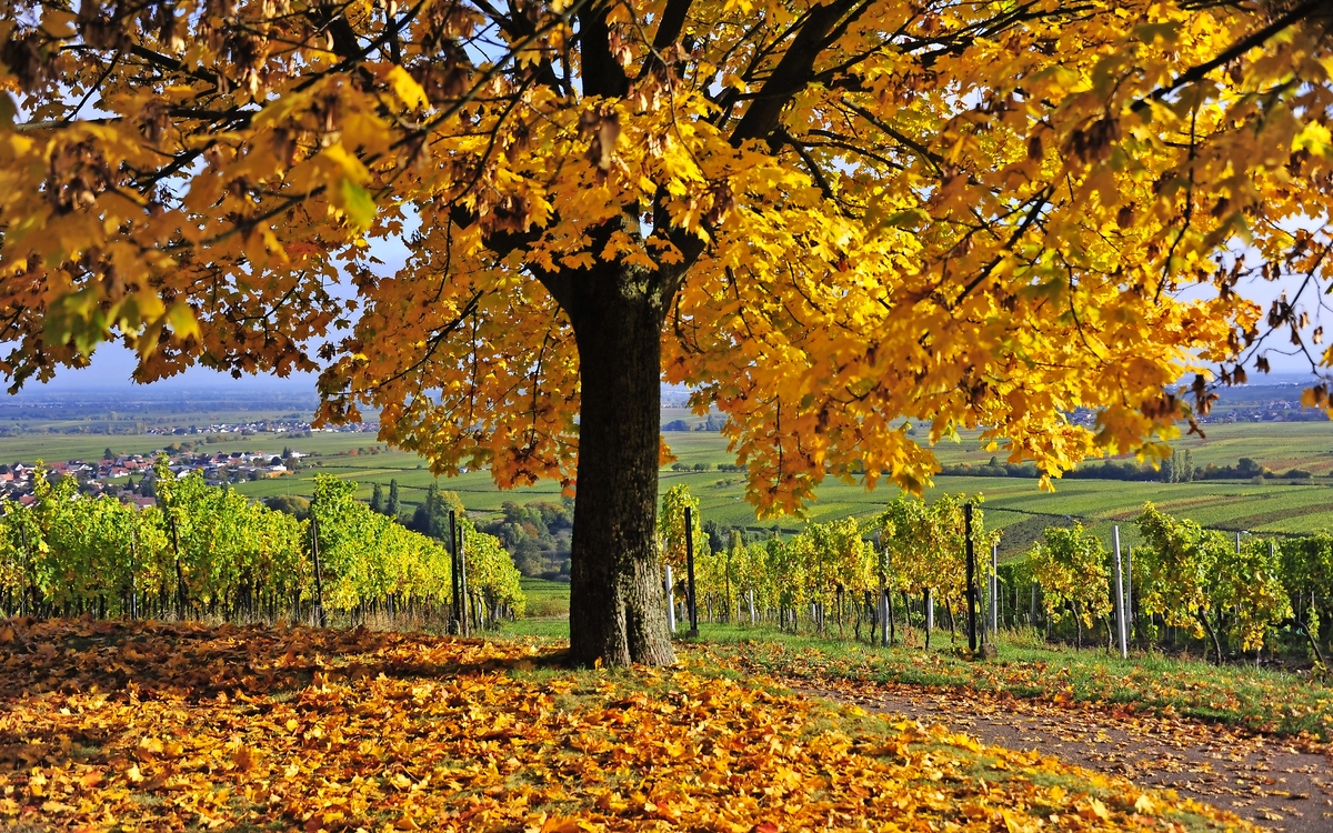 Herbst an der südlichen Weinstraße von Rheinland - Pfalz