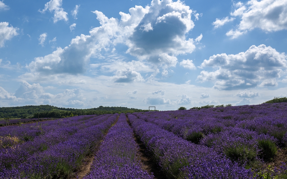 Lavendelblüte in Tihany Ungarn