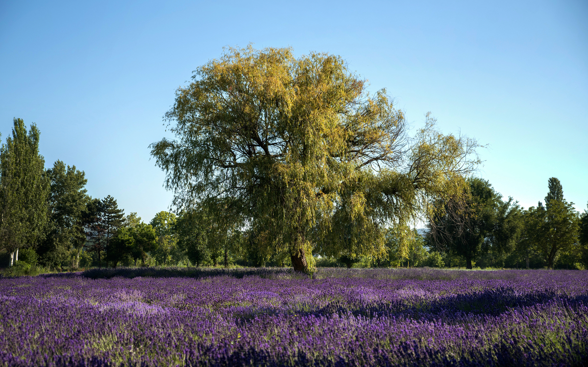 Lavendelblüte in Tihany Ungarn