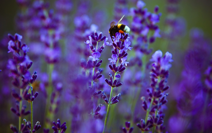 Lavendelblüte in Tihany Ungarn