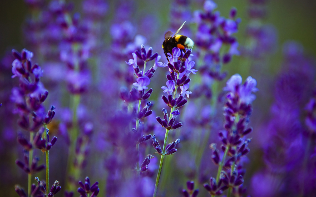 Lavendelblüte in Tihany Ungarn