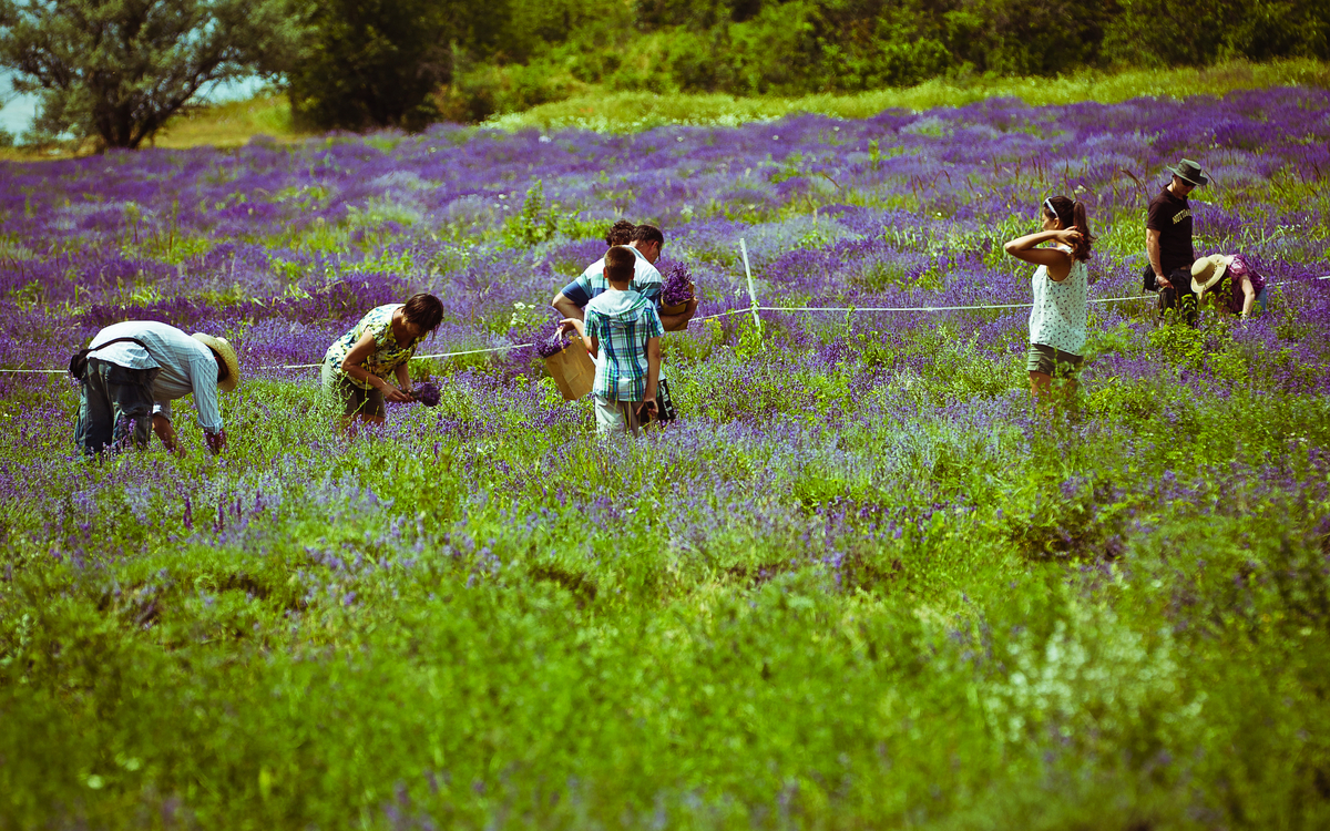 Frauen bei der Lavendelernte in Ungarn 
