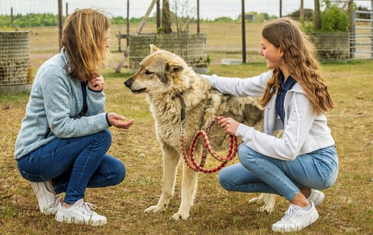 Palast von Westminster und Big Ben an der Themse in London mit Blumen im Vordergrund.