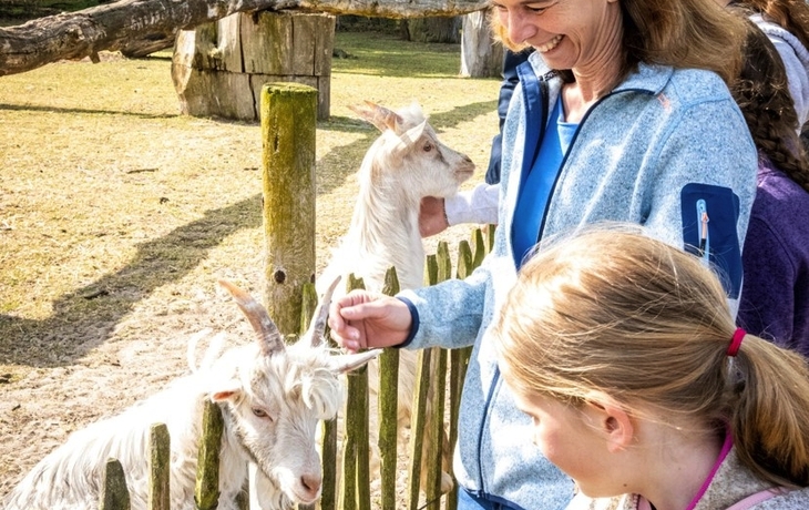 Tower Bridge in London bei Sonnenaufgang mit einem Baum im Vordergrund