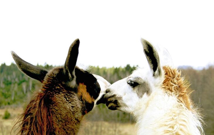 Schloss mit Türmen und Garten bei klarem Himmel.