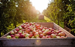 <p><span>Altländer Apfeltage</span></p>