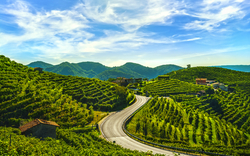 Prosecco Hills nahe Valdobbiadene in Venetien, Italien