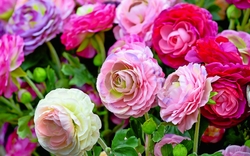 <p><span>Rosarium in Uetersen</span></p>