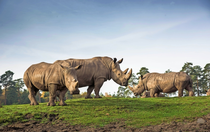 Fachwerkhäuser an einem Kanal mit Blumen geschmückter Brücke.