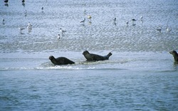 <p><span>Halligflieder Nordstrandischmoor</span></p>