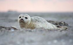 <p><span>Büsumer Seehundsafari</span></p>