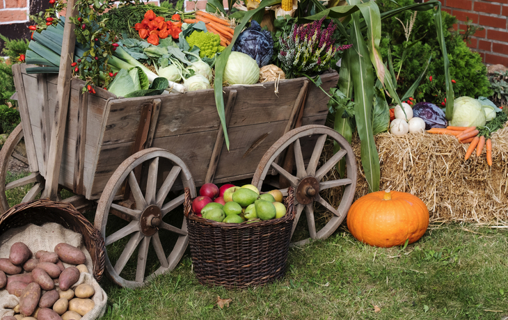 Historischer Platz mit Cafés und gelben Gebäuden omringt von grünem Laub.