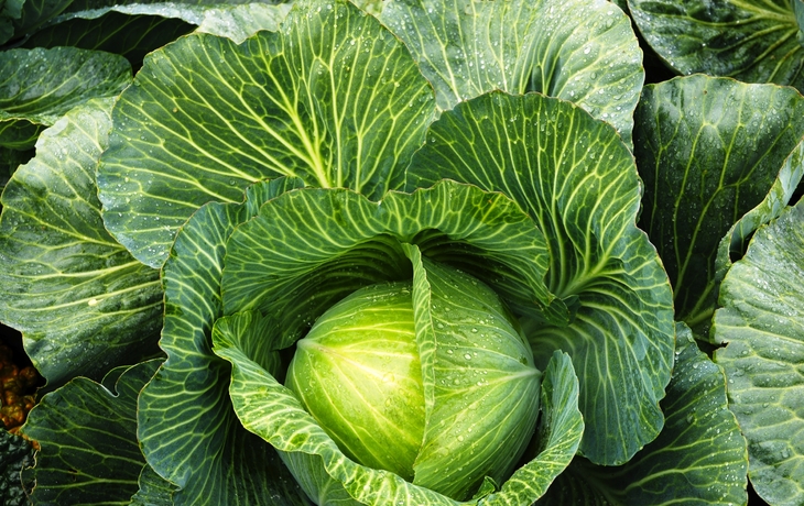 Panoramablick auf Florenz mit der Kathedrale Santa Maria del Fiore.