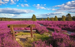 <p><span>Naturerlebnis Lüneburger Heide</span></p>