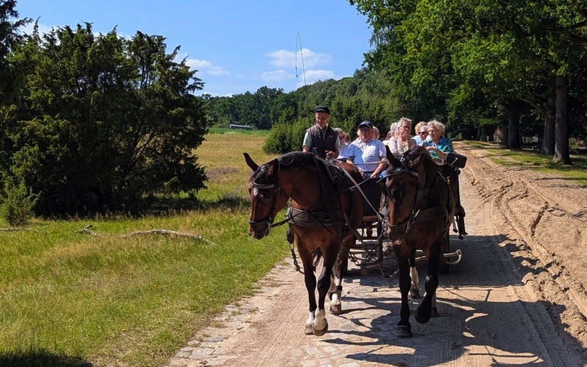Pferdekutsche fährt auf Sandweg durch die blühende Lüneburger Heide.