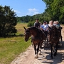 Pferdekutsche fährt auf Sandweg durch die blühende Lüneburger Heide.