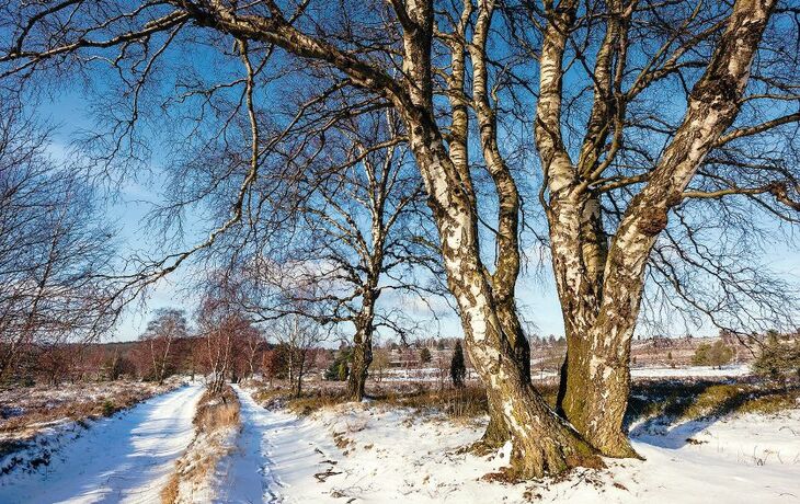 Lüneburger Heide