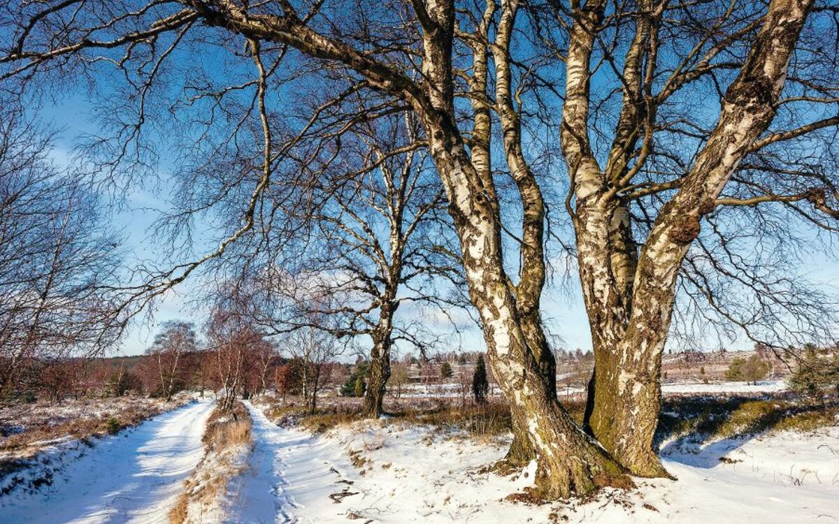 Lüneburger Heide