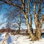Lüneburger Heide