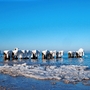 Strand mit vereisten Holzpfählen im Meer unter klarem Himmel.