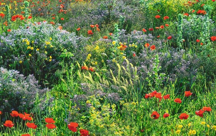 Bunte Blumenwiese mit roten, gelben und lila Blüten.
