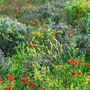 Bunte Blumenwiese mit roten, gelben und lila Blüten.